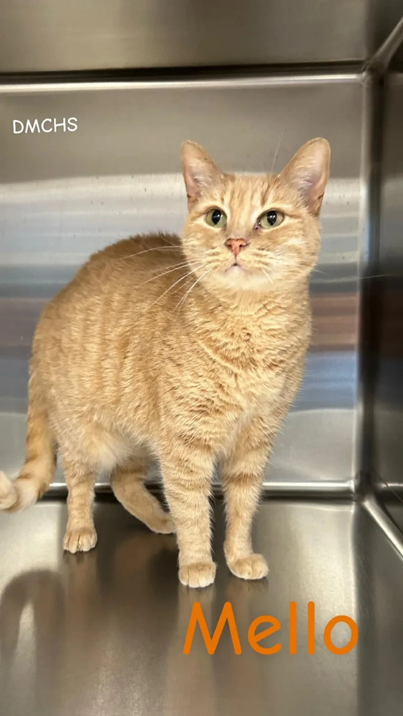 An adult large-sized female Domestic Short Hair cat named Mello "Malby" for adoption in Burlington, IA