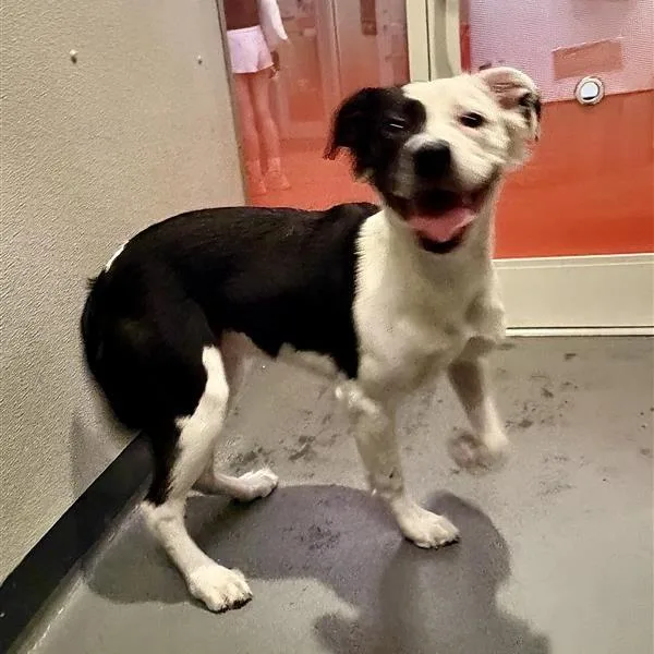 A young medium-sized female White / Cream Mixed Breed dog named Shahzu for adoption in New York, NY