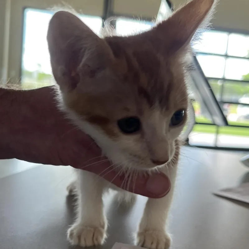 A baby small-sized female White Domestic Short Hair cat named Aniya for adoption in Leander, TX