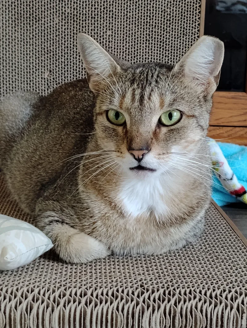 A young medium-sized female Tabby (Buff / Tan / Fawn) Domestic Short Hair cat named Weslyn for adoption in Seven Valleys, PA