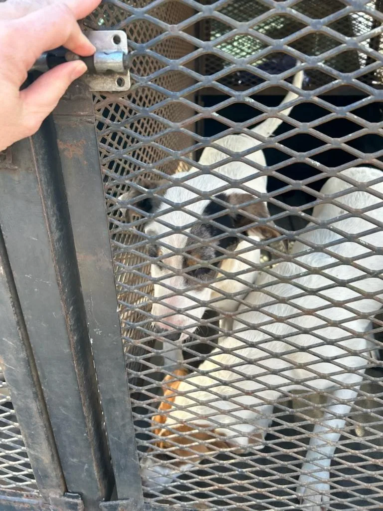 A young large-sized male Mixed Breed dog named Barkley Awaiting Transport for adoption in Chickamauga , GA