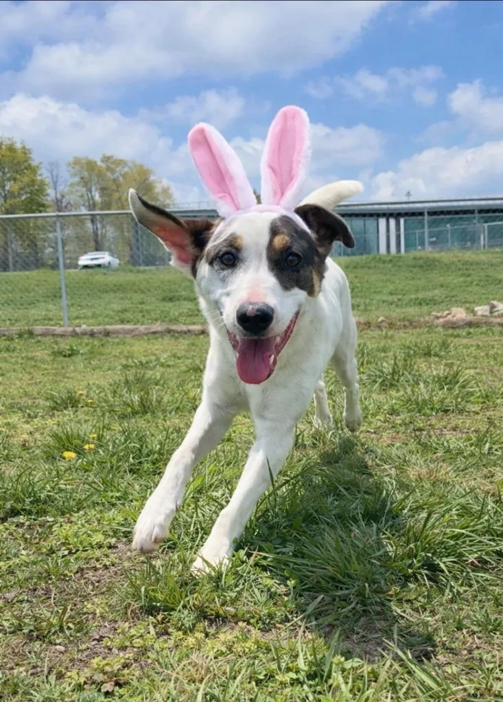 Barkley Awaiting Transport thumbnail 2