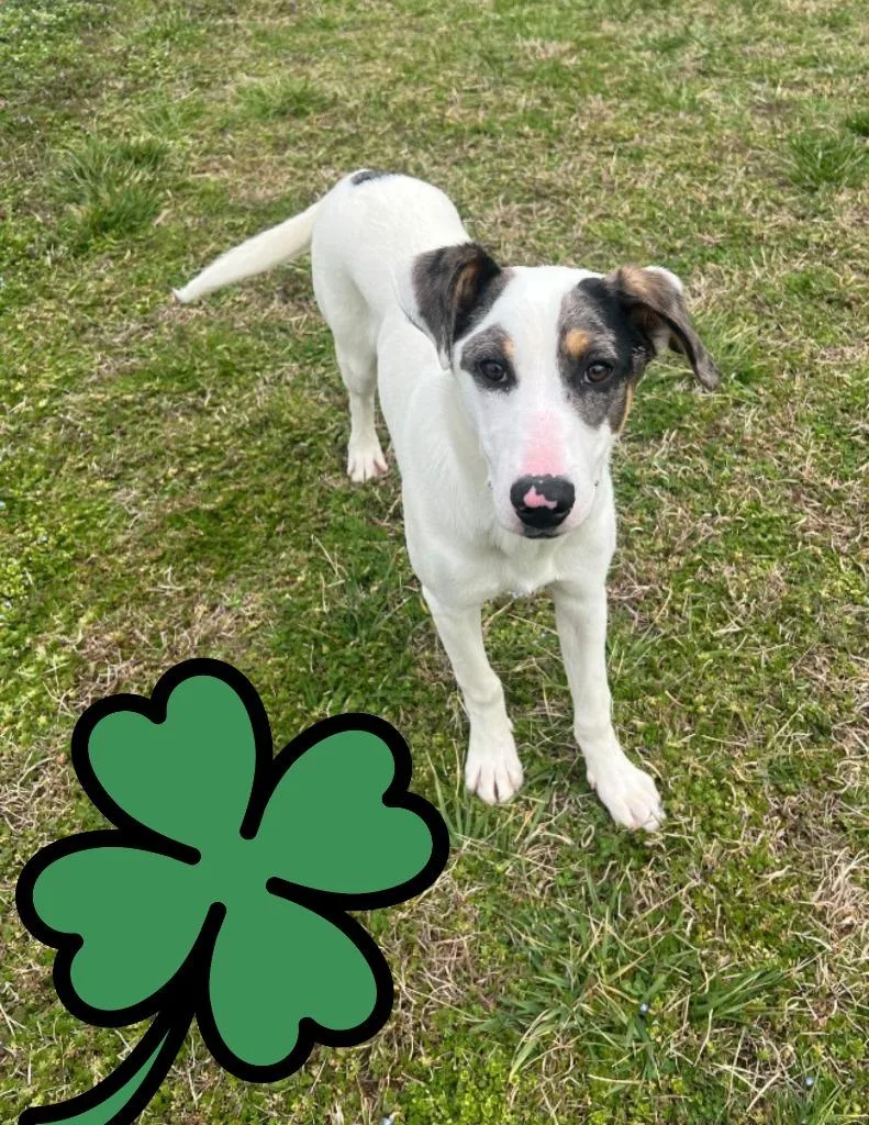 Barkley Awaiting Transport thumbnail 3