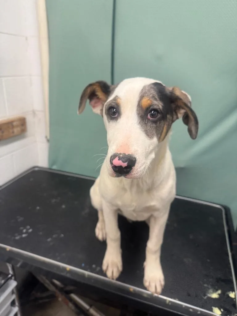 Barkley Awaiting Transport thumbnail 4