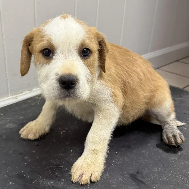 A baby small-sized female Yellow / Tan / Blond / Fawn Terrier dog named Pippa for adoption in Pasadena , MD