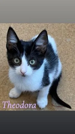 A baby medium-sized female White Domestic Short Hair cat named Theodora for adoption in Murphy, TX
