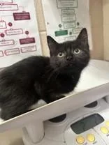 A young medium-sized female Black Domestic Short Hair cat named Everett for adoption in Manitowoc, WI