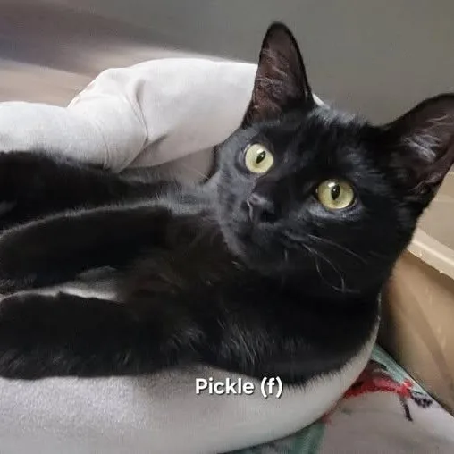 A young medium-sized female Black Domestic Short Hair cat named Pickle for adoption in Mazon, IL