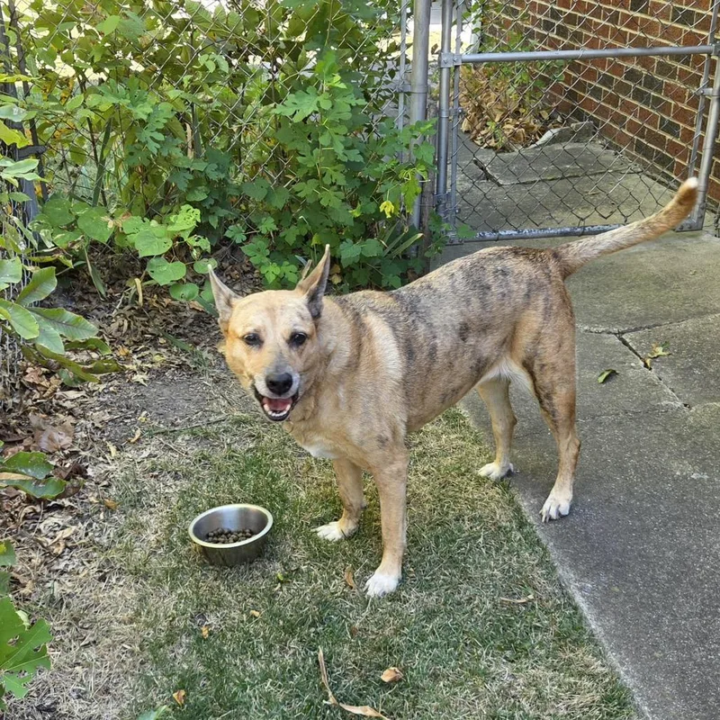 A senior medium-sized female Shepherd dog named Sierra for adoption in Tulsa, OK