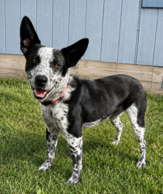An adult large-sized male Black Australian Cattle Dog / Blue Heeler dog named Dexter for adoption in renton, WA