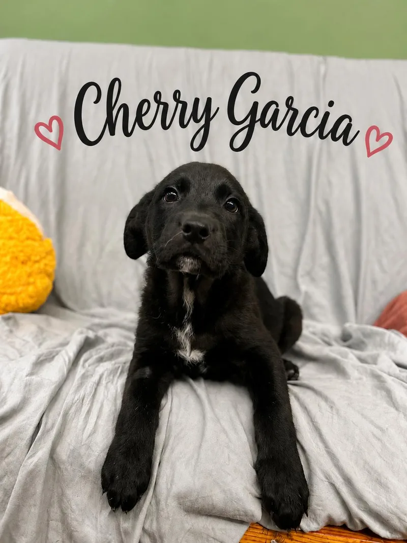 A young medium-sized female Black Labrador Retriever dog named Cherry Garcia for adoption in Howes Cave, NY