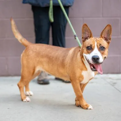 An adult large-sized female Mixed Breed dog named Flower Power for adoption in Chamblee, GA