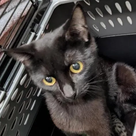 Mimi