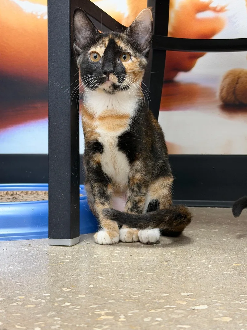 A young small-sized female Tortoiseshell cat named Reese for adoption in AUBURNDALE, FL