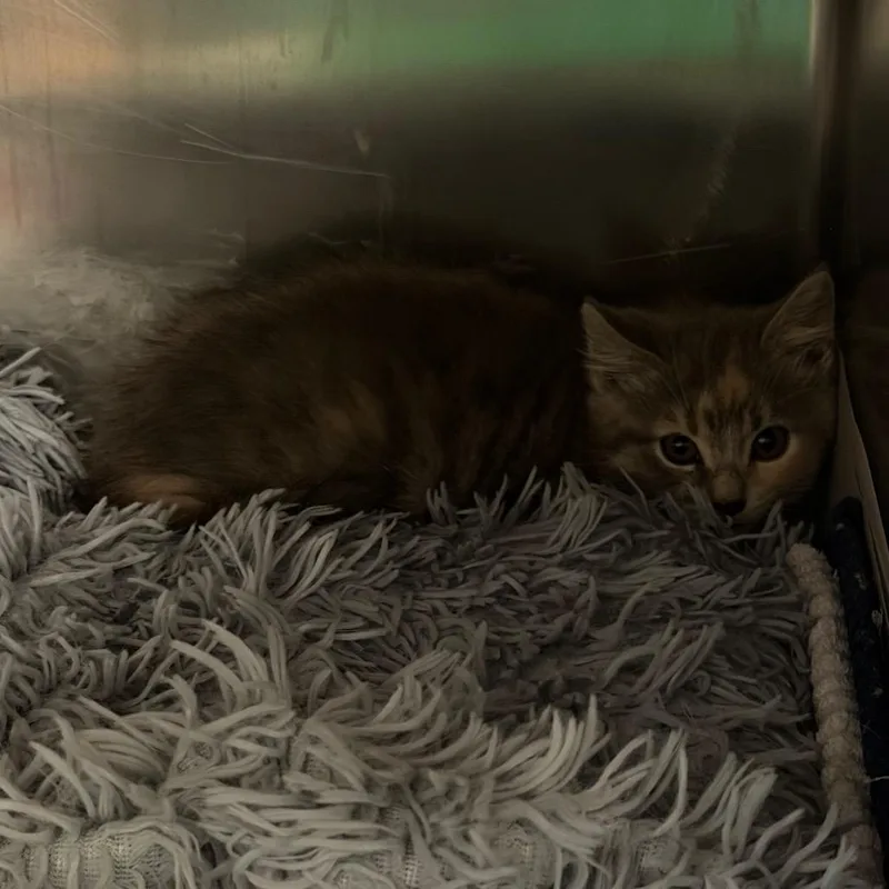 A baby small-sized female Calico Domestic Short Hair cat named Mocha Crumble for adoption in Charlottesville, VA
