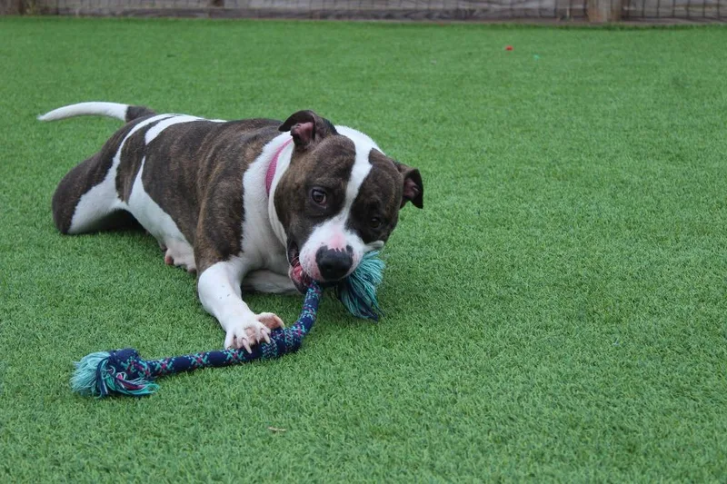 Holstein thumbnail 2