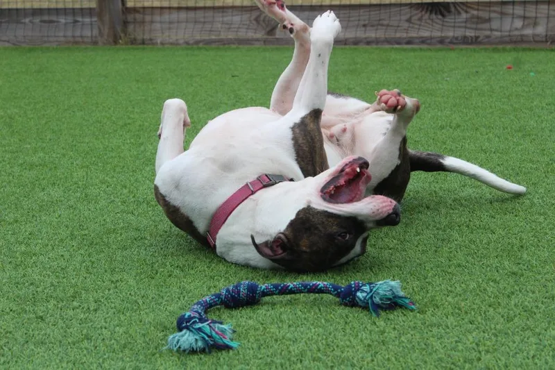 Holstein thumbnail 4