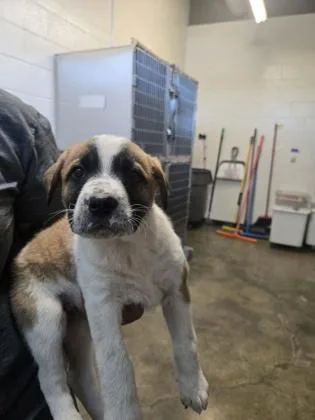 A baby medium-sized female Australian Cattle Dog / Blue Heeler dog named Bonjour for adoption in Sacramento, CA