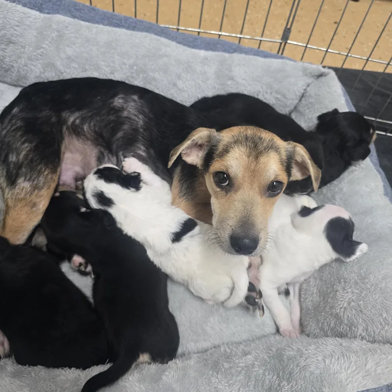 A young small-sized female Tricolor (Brown, Black, & White) Beagle dog named Sidney for adoption in Brentwood, CA