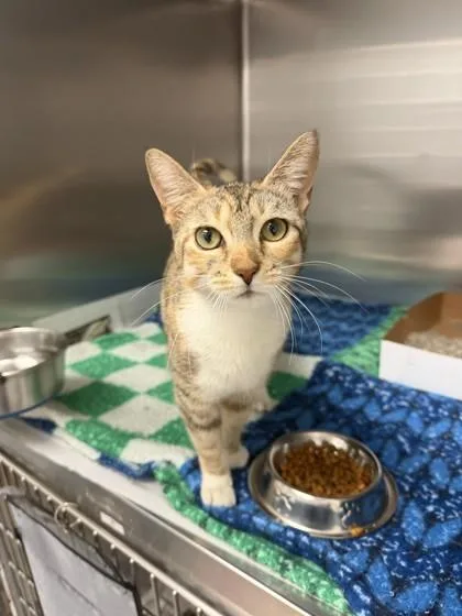 A young small-sized female Domestic Short Hair cat named Lucy for adoption in North Miami Beach, FL