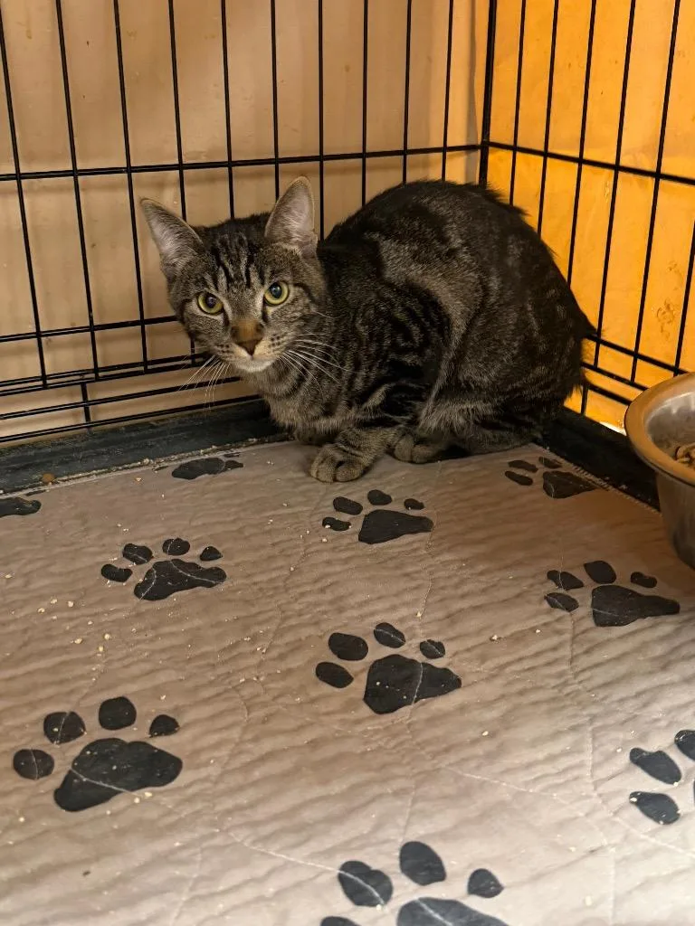 An adult medium-sized male Tabby (Brown / Chocolate) Tabby cat named Postcard for adoption in Mira Loma, CA