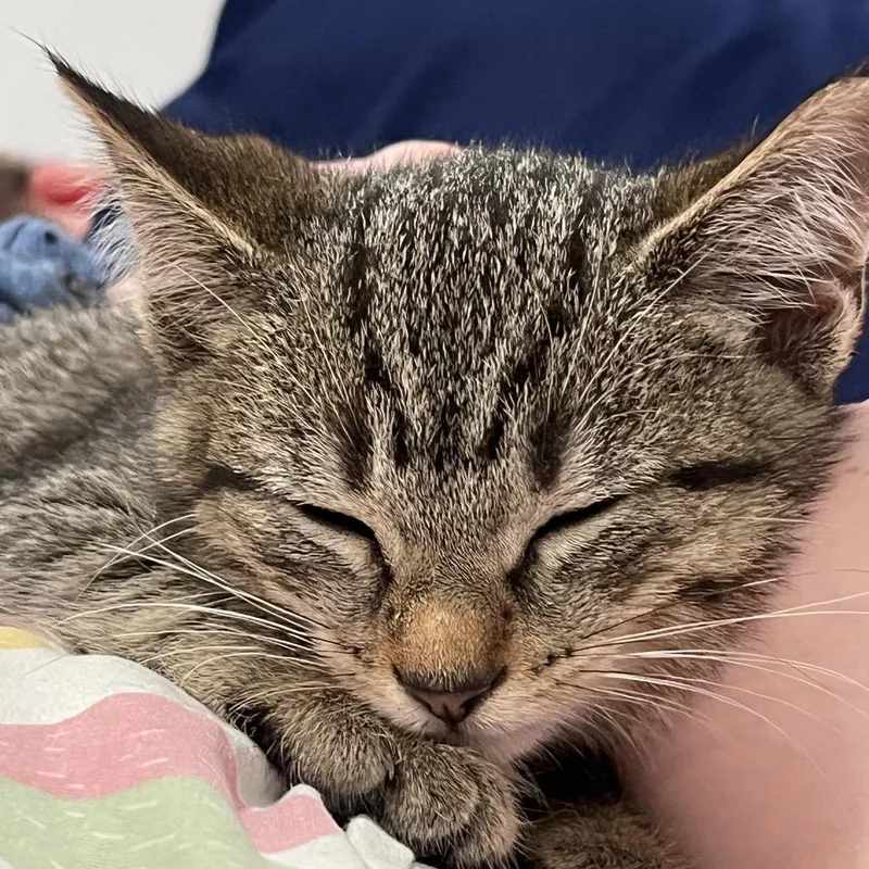 A baby small-sized male Brown / Chocolate Domestic Short Hair cat named Comet for adoption in Granville, OH
