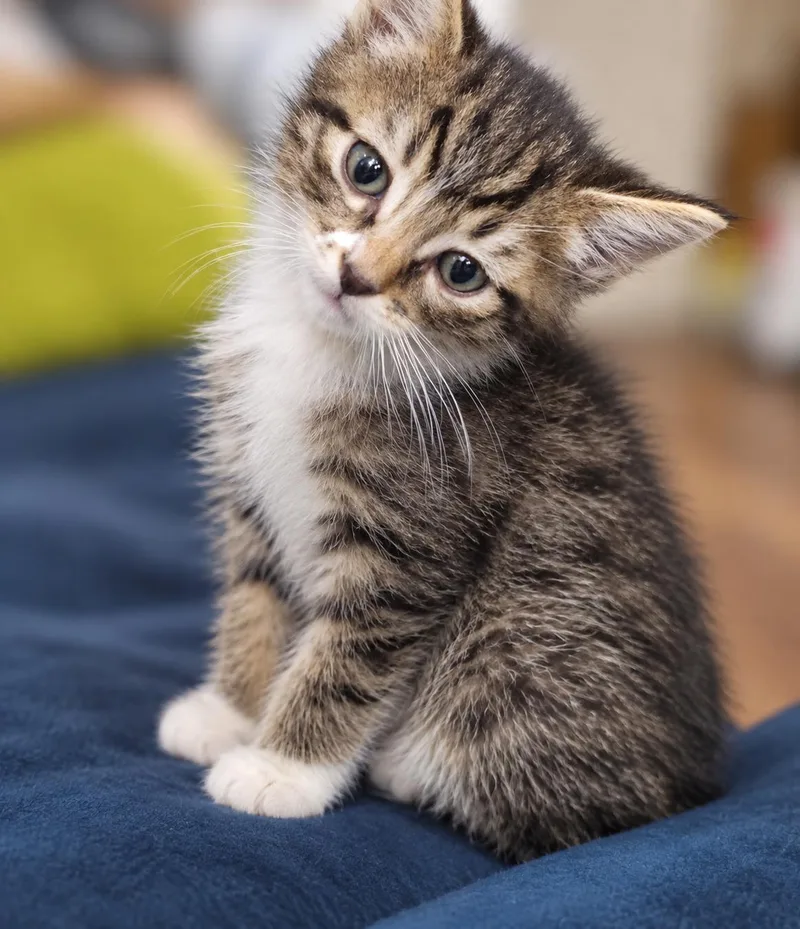 A baby small-sized female American Shorthair cat named Josie for adoption in Heyburn, ID
