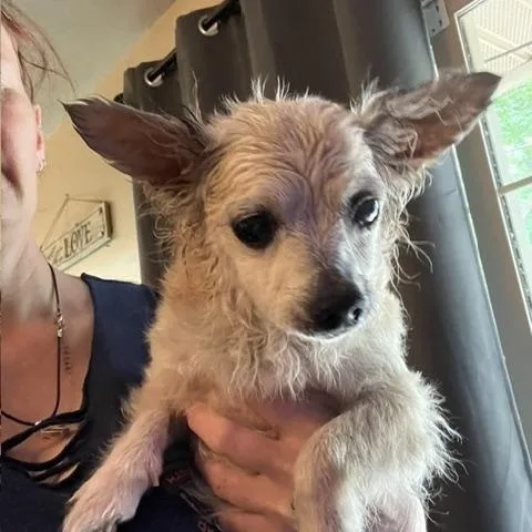 A senior small-sized female Apricot / Beige Chihuahua dog named Slim  Female Chihuahua for adoption in Shawnee, OK