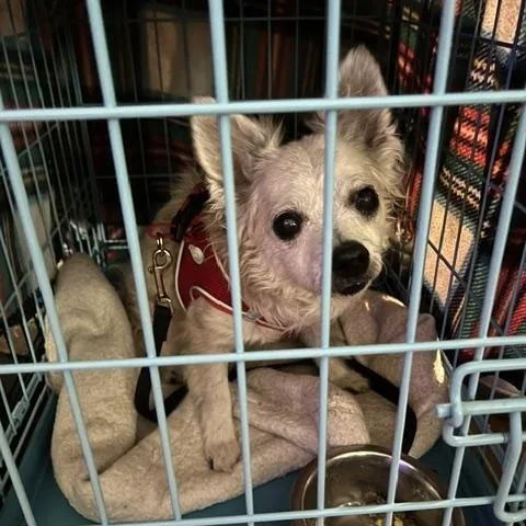 Slim  Female Chihuahua thumbnail 2
