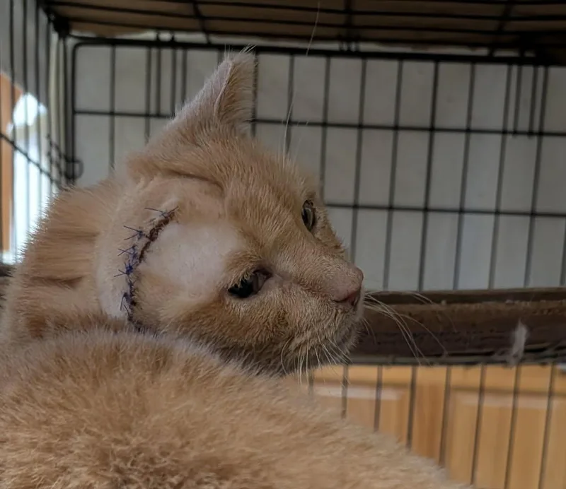 Sad Eyes thumbnail 2