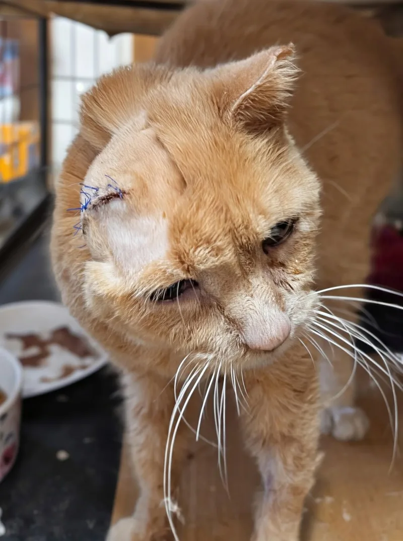 Sad Eyes thumbnail 3