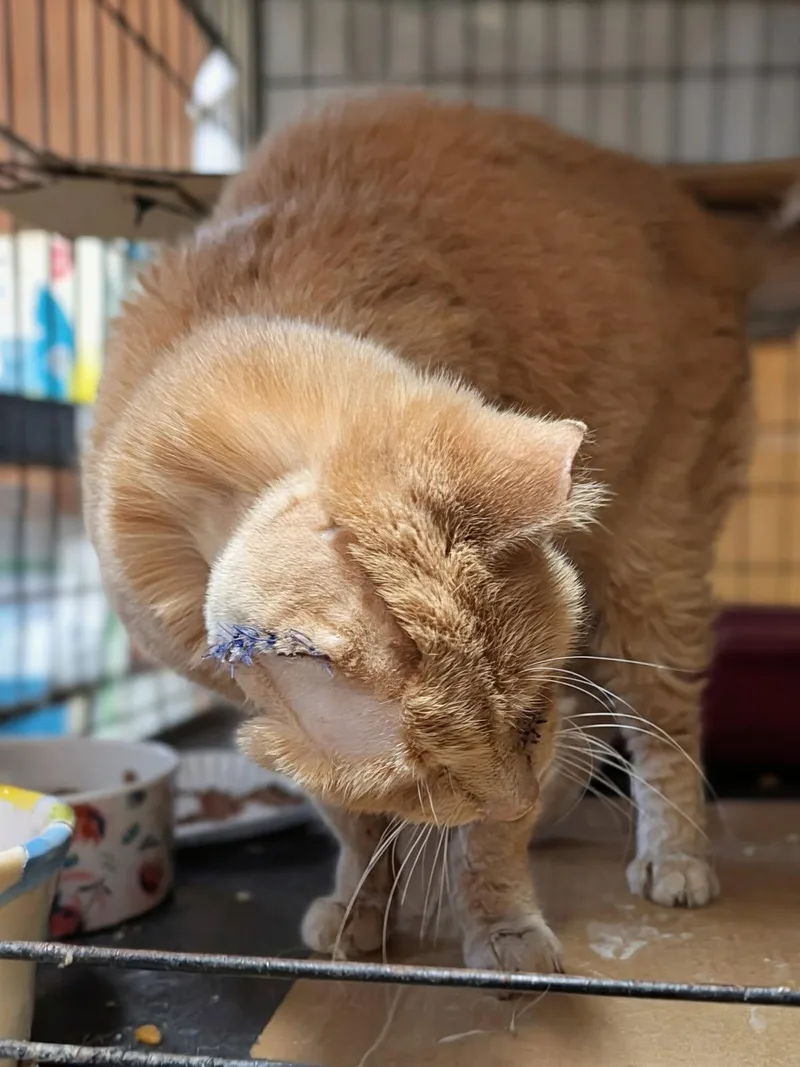 Sad Eyes thumbnail 4