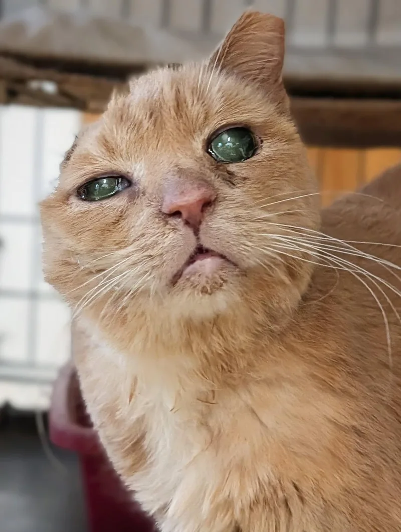 A senior medium-sized female Buff / Tan / Fawn Domestic Short Hair cat named Sad Eyes for adoption in Blacksburg, VA