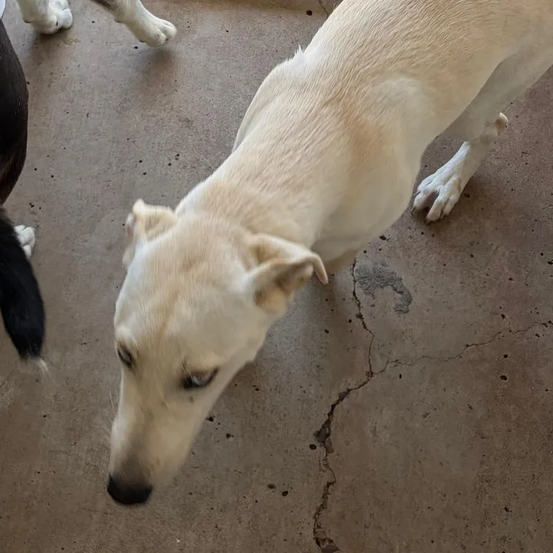 A young medium-sized female White / Cream Shepherd dog named Shelly for adoption in Edinburg, TX