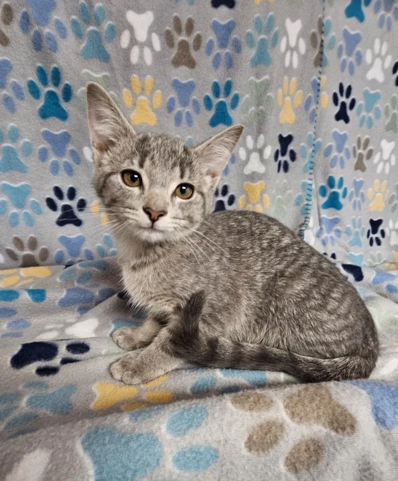 A baby medium-sized female Domestic Short Hair cat named Minnie for adoption in Wabash, IN
