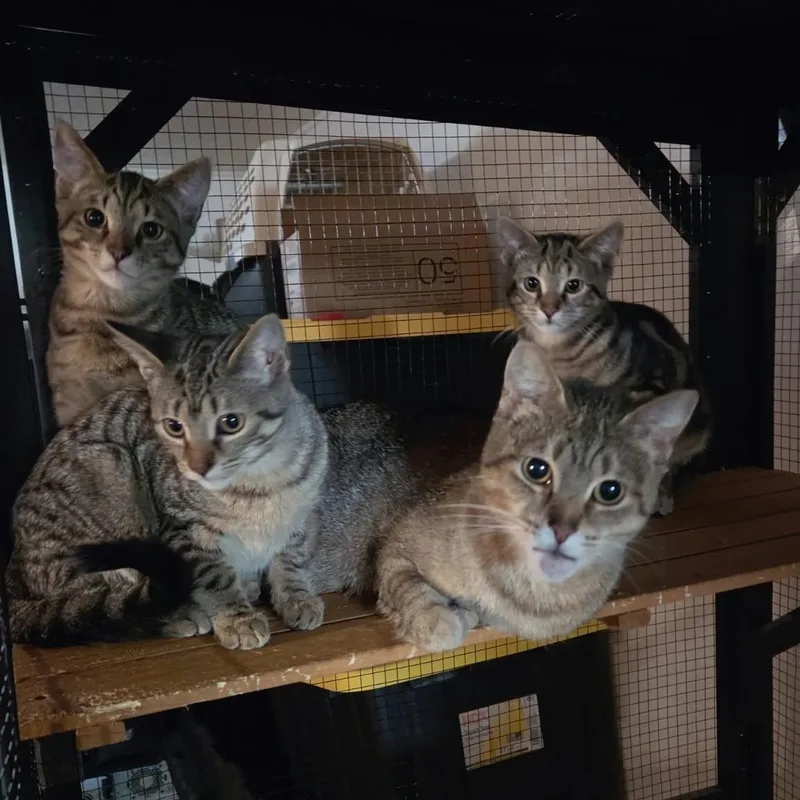 A baby medium-sized female Domestic Short Hair cat named Graham for adoption in Royal Oak, MI