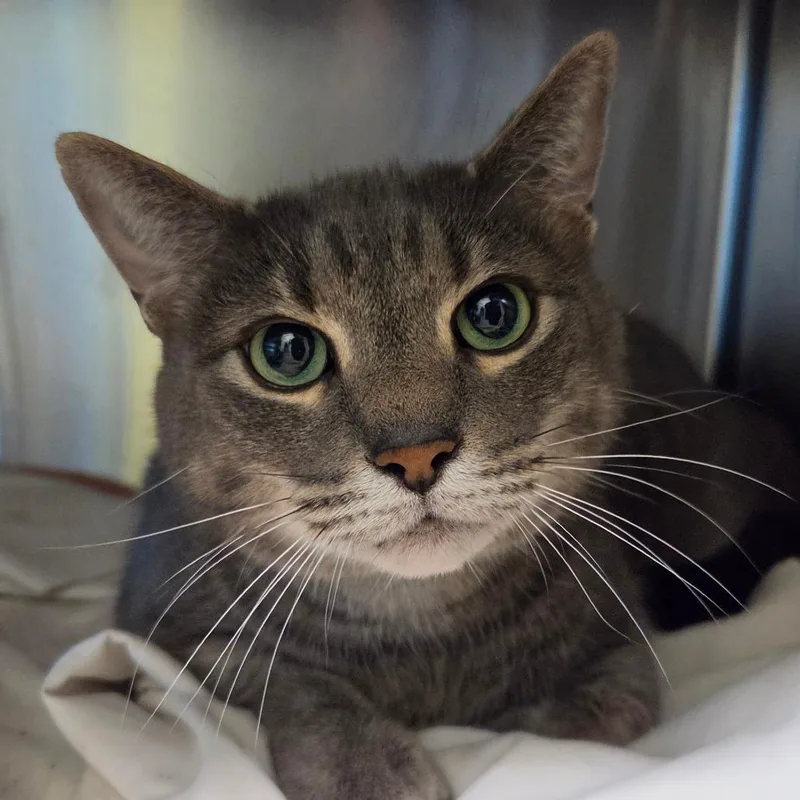 An adult large-sized male Gray / Blue / Silver Domestic Short Hair cat named Link for adoption in Asheville, NC