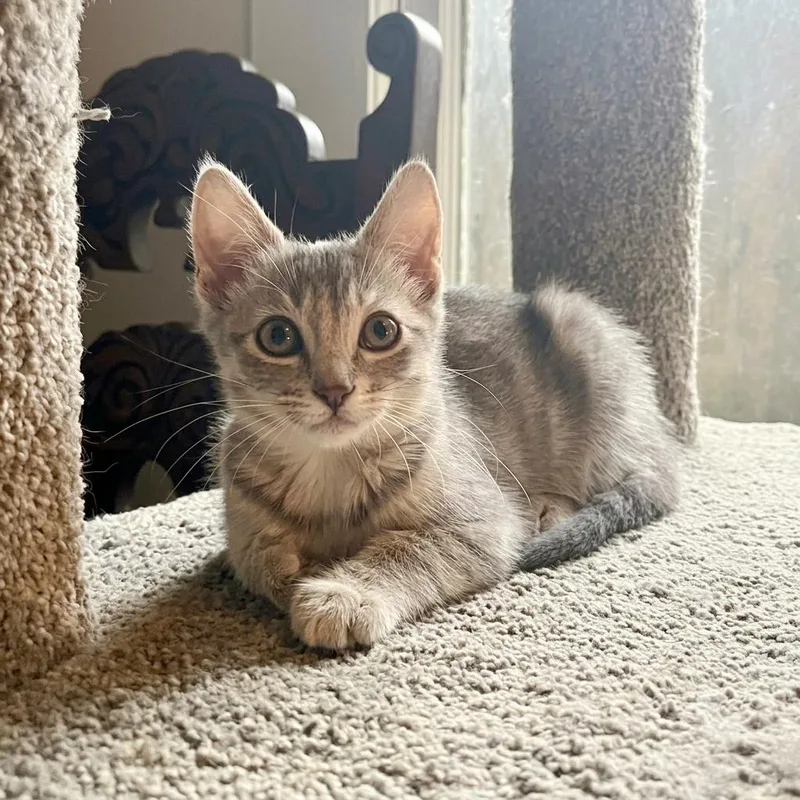 A baby medium-sized female Tabby (Gray / Blue / Silver) Tabby cat named Wren for adoption in Gulfport, MS