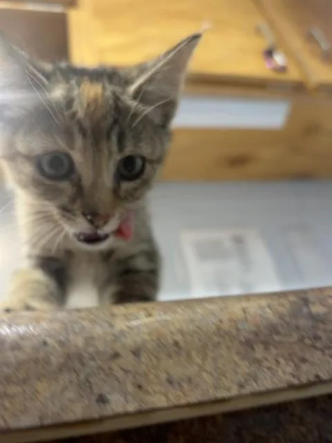 A baby small-sized female Domestic Short Hair cat named Kit for adoption in Tallahassee, FL