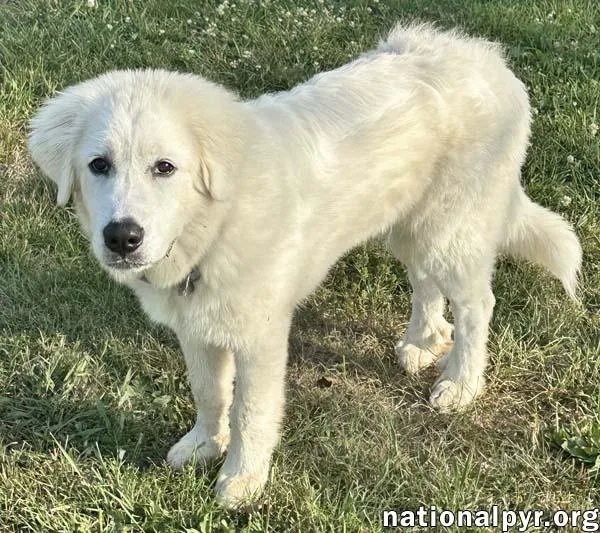A young large-sized male White / Cream Great Pyrenees dog named Red the White Dog for adoption in Beacon, NY