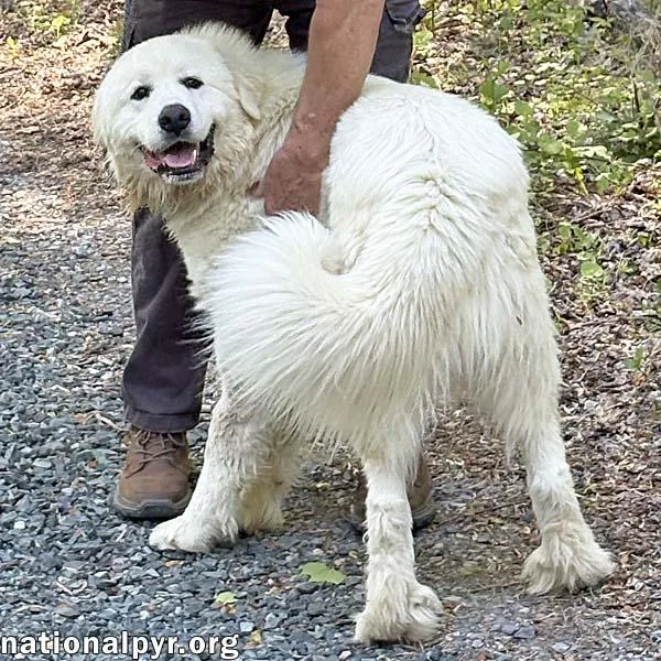 Red the White Dog thumbnail 2