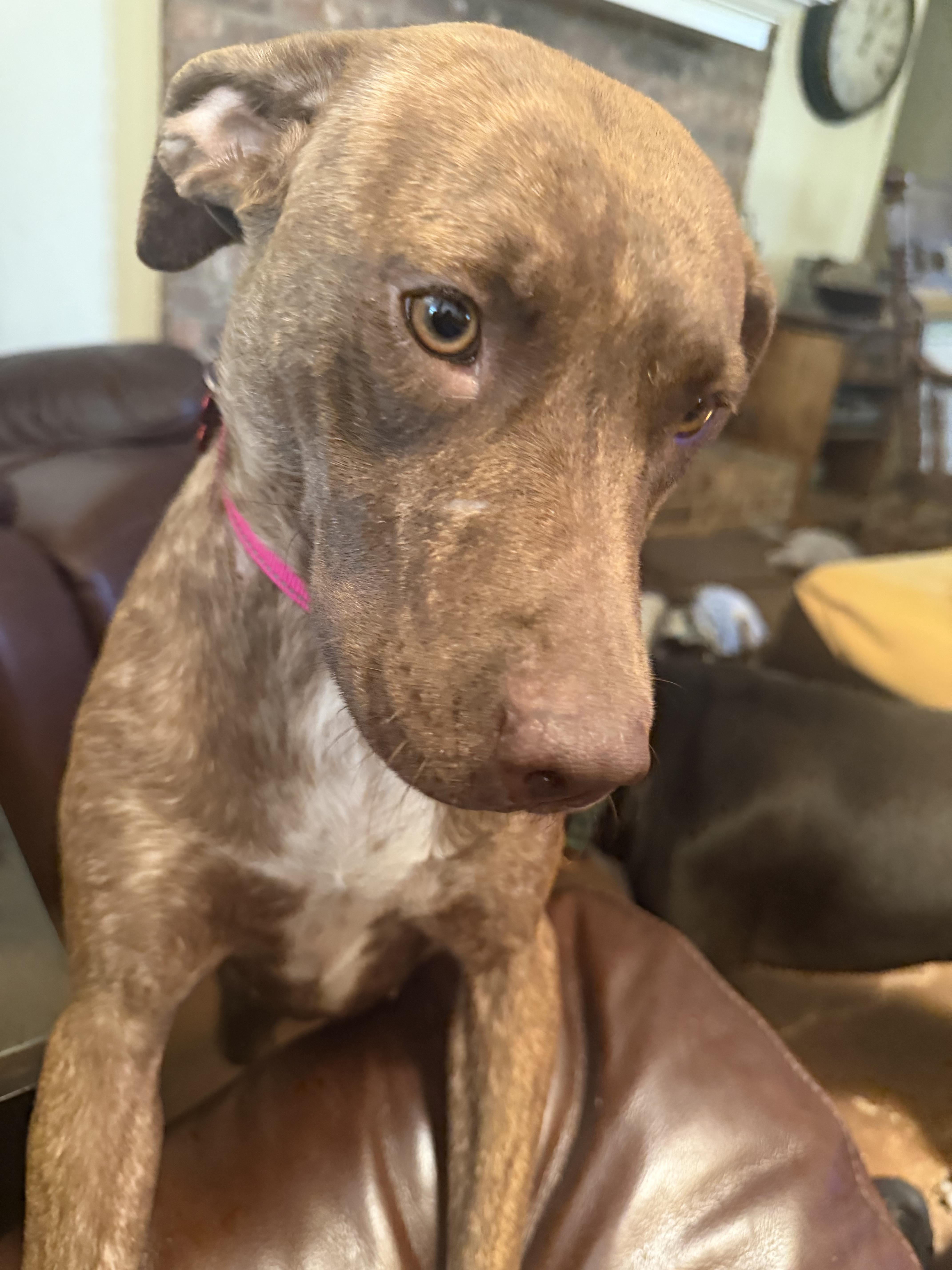 An adult medium-sized female American Staffordshire Terrier dog named Carol  Perfect Family for adoption in Houston, TX