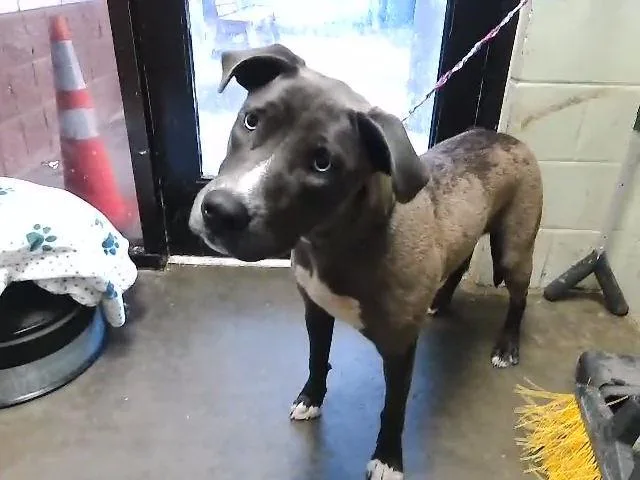 A young large-sized female Pit Bull Terrier dog named Rara for adoption in Tulsa, OK