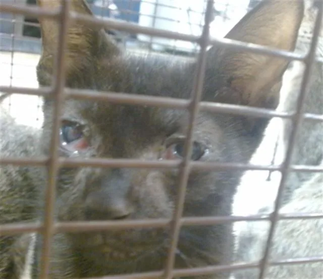 A baby small-sized female Domestic Short Hair cat named Nelly for adoption in Miami, FL