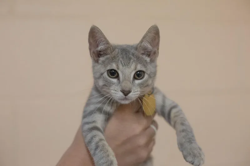 A baby small-sized female Domestic Short Hair cat named Polly Pocket for adoption in Mountain Home, AR