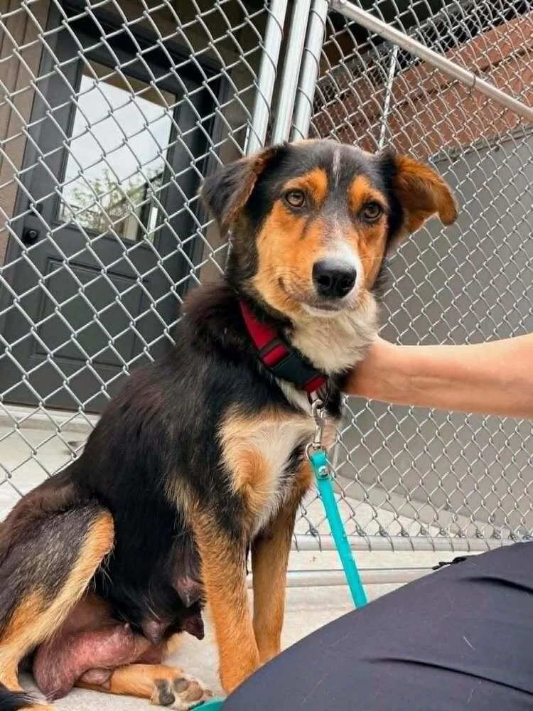 An adult medium-sized female Shepherd dog named Margaret Thatcher for adoption in New Albany, OH