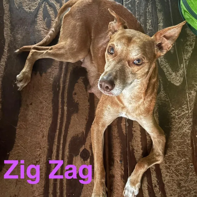 An adult medium-sized female Brown / Chocolate Mixed Breed dog named Zig Zag for adoption in Volcano, HI