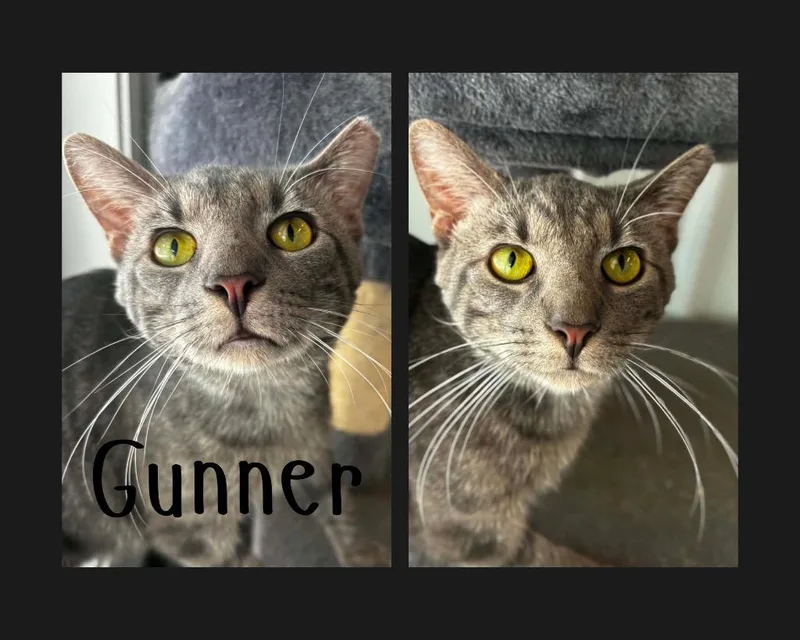 Gunner thumbnail 2