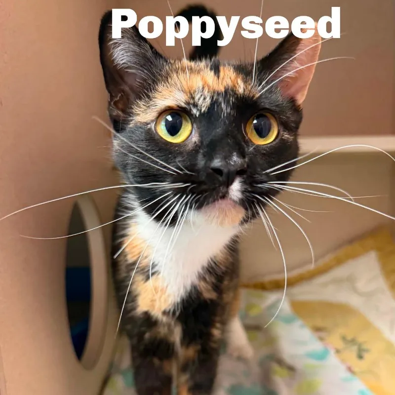 Poppyseed