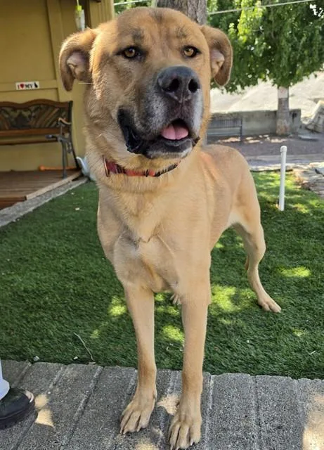 A young extra large-sized male Apricot / Beige Labrador Retriever dog named Hambo for adoption in Phoenix, OR